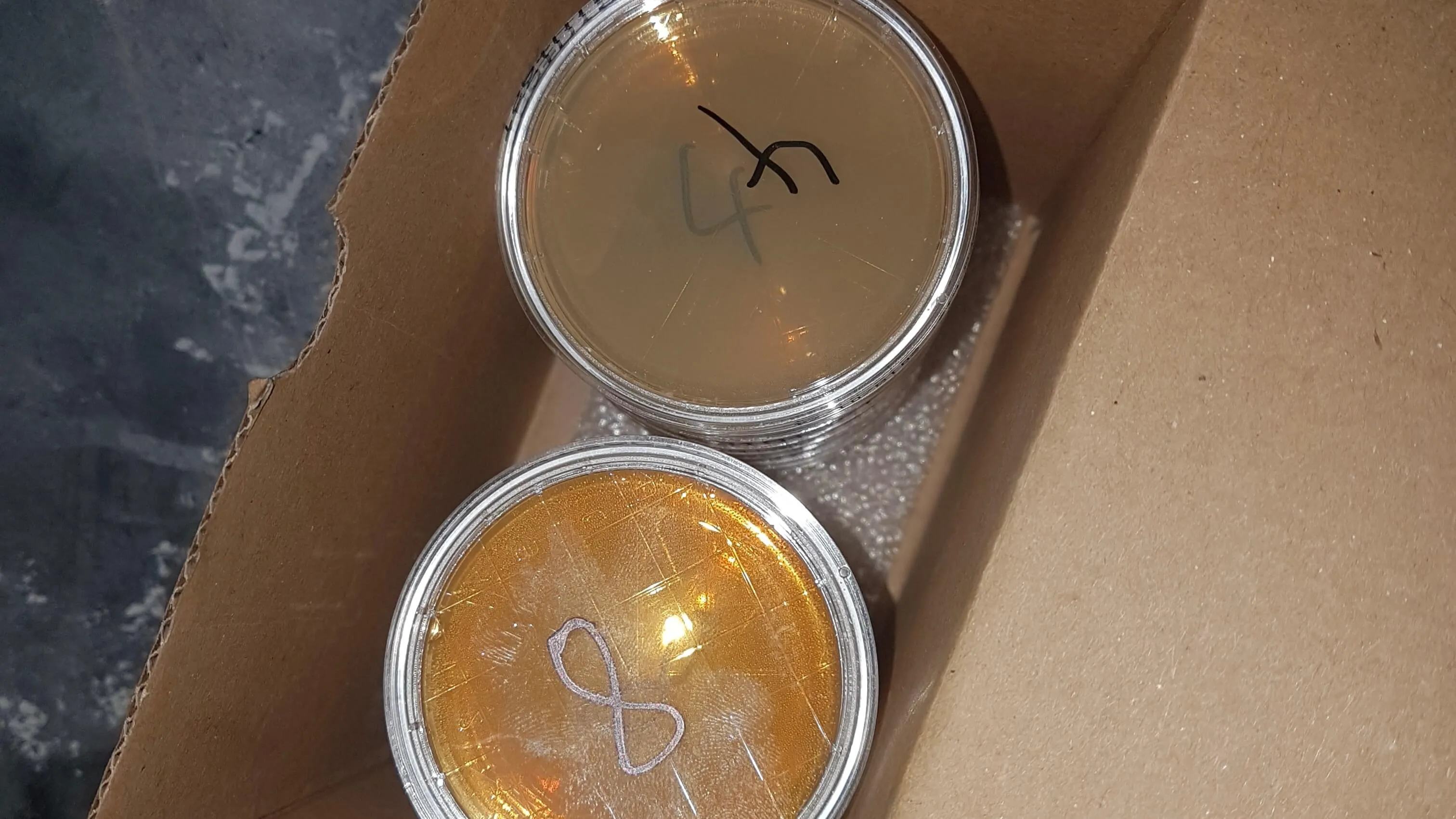 Probenplatten zur mikrobiologischen Untersuchung bei einer Hygieneinspektion.